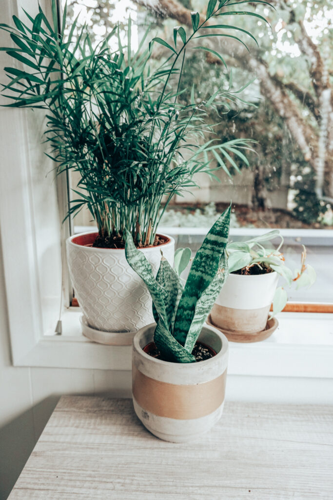 Parlor palm, pothos, and snake plant in a home office space